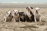 BOULEDOGUE AMERICAIN 129